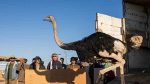 La reintroducción del avestruz en Arabia Saudí desata un debate sobre el ecoblanqueo en torno al Mundial de la FIFA 2034