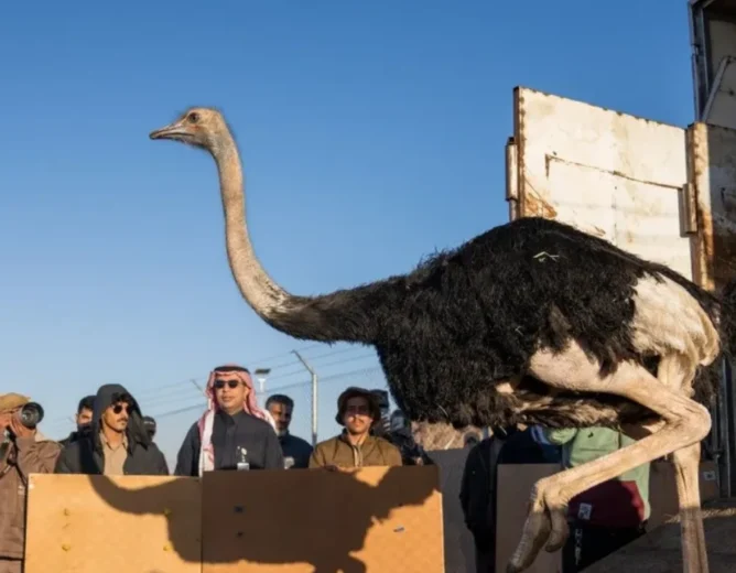Saudi Ostrich Rewilding Sparks FIFA 2034 Greenwashing Debate